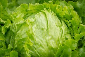 salad, head of lettuce, iceberg lettuce