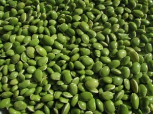 beans, leguminous plants, pulse-228870.jpg